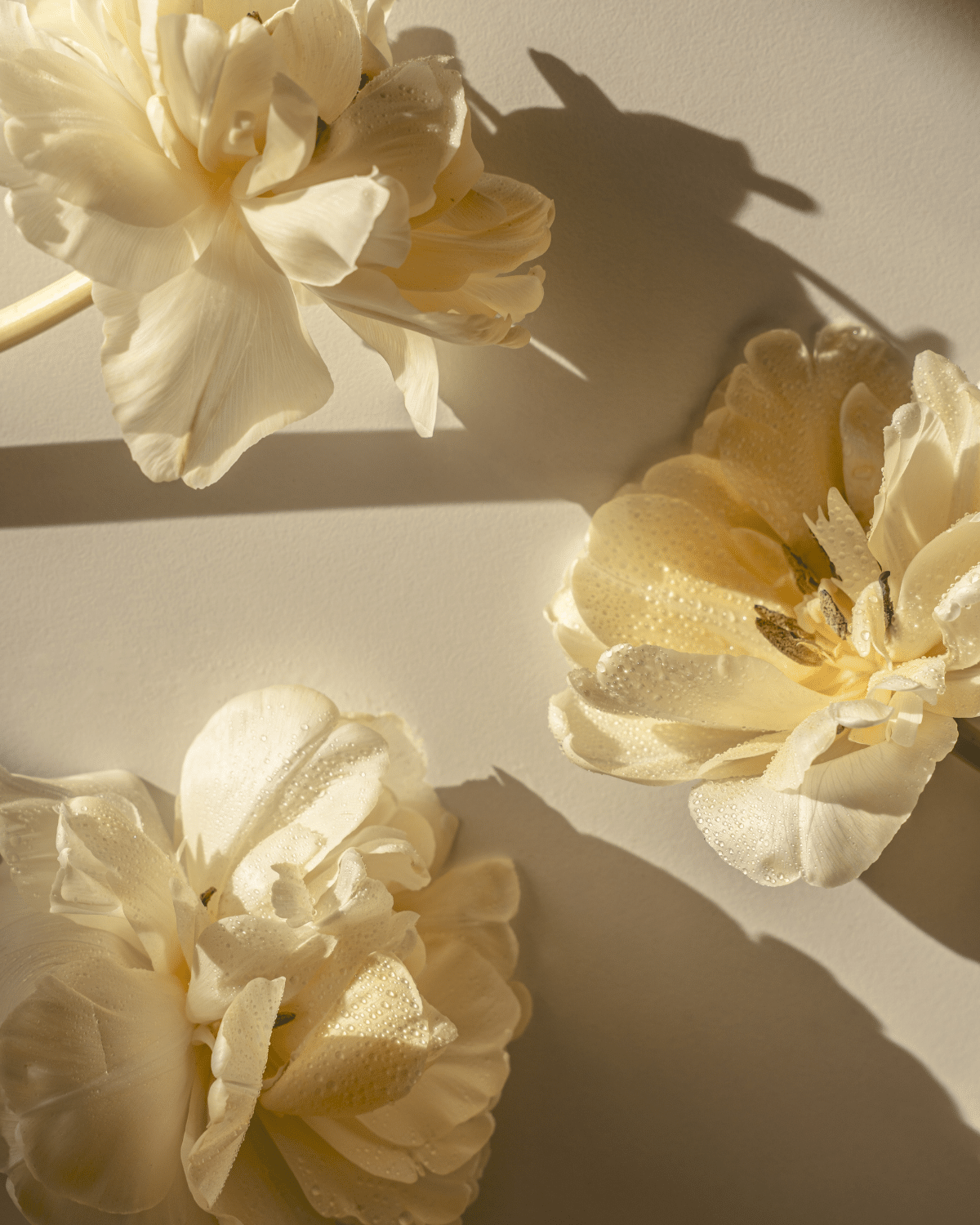 Atelier entre amies à Nice, composition de fleurs blanches dans une lumière douce