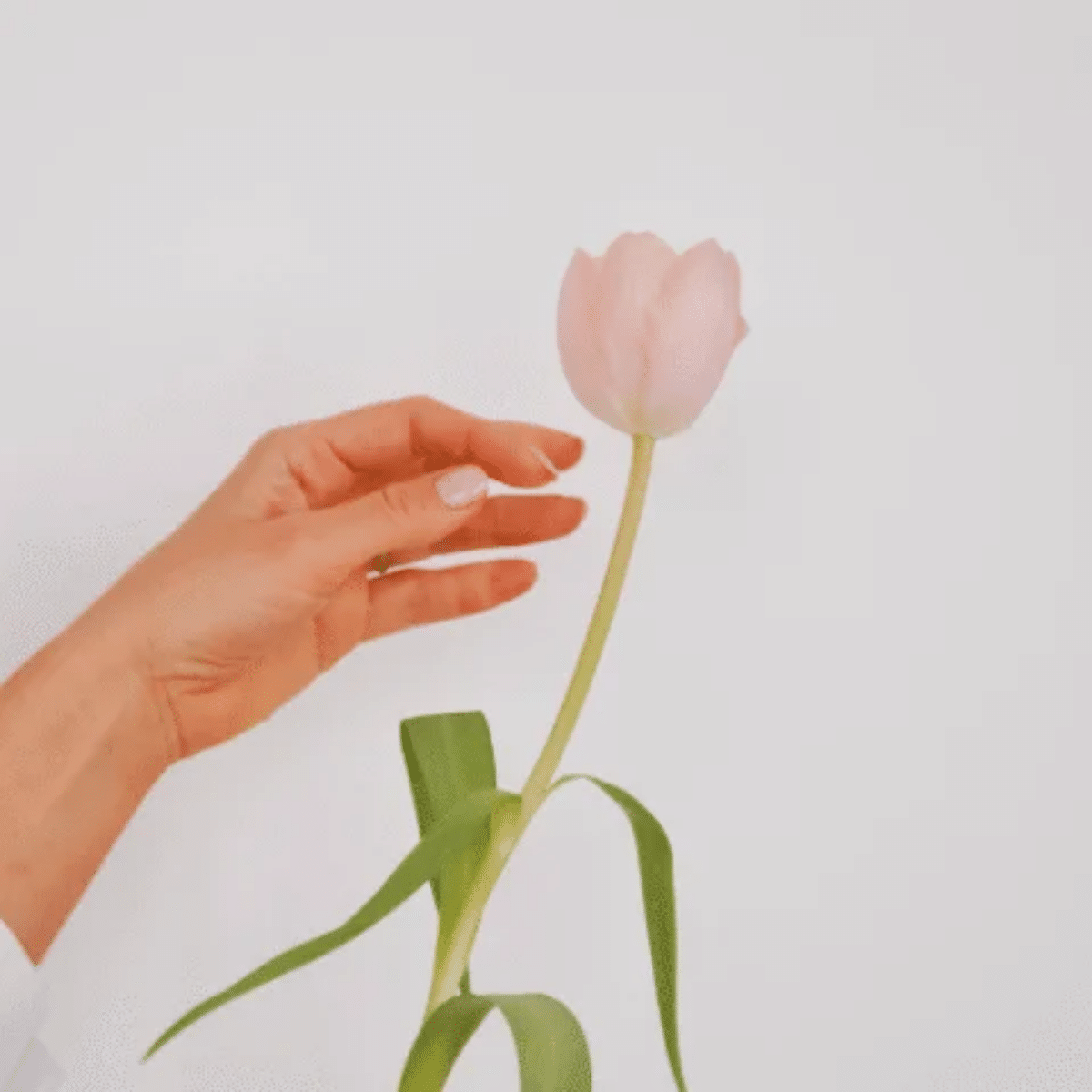 Main délicate vers une tulipe, accompagnement bien-être et douceur